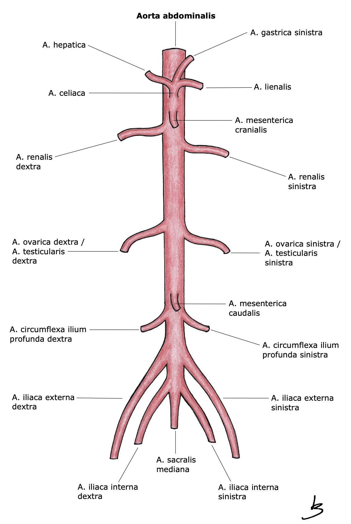Grafik Aorta