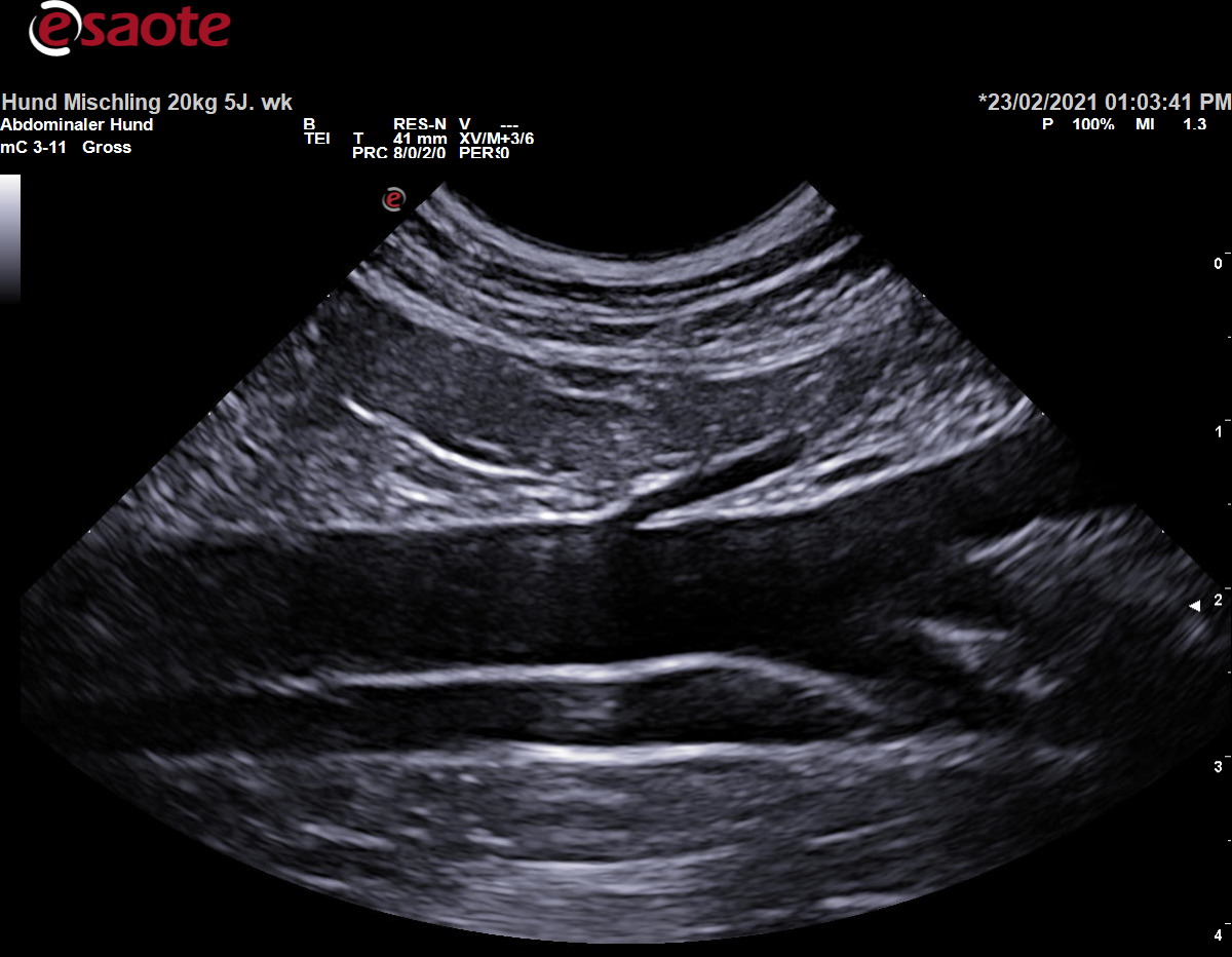 Darstellung der Aorta abdominalis im kaudalen Abdomen im B-Bild