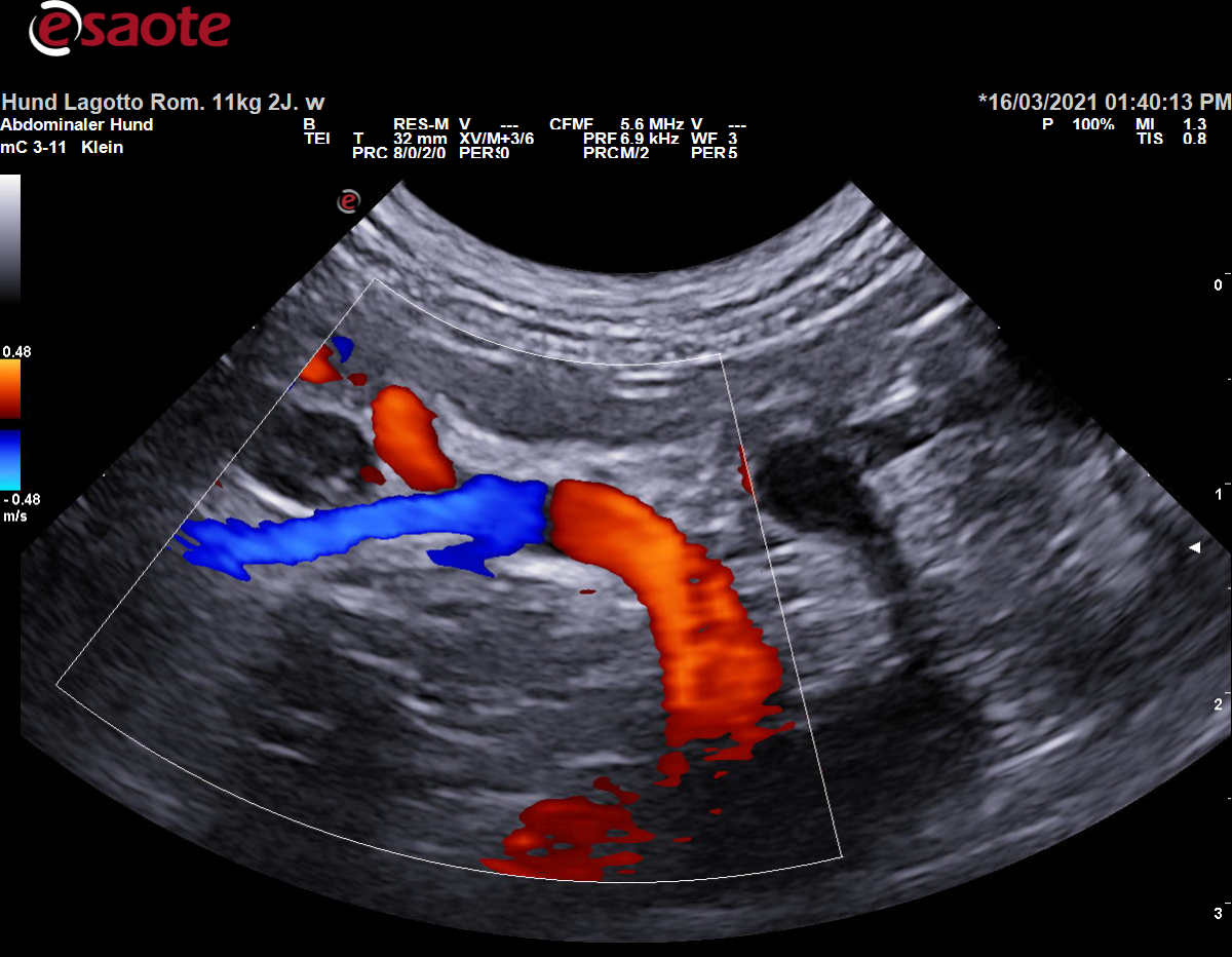 Darstellung der Arteria celiaca und ihrer Äste im Farbdoppler