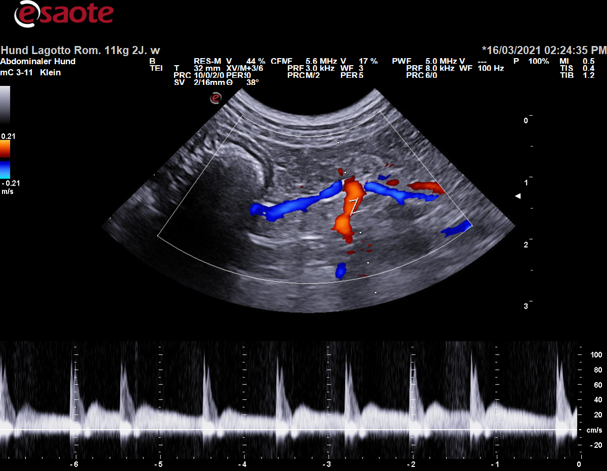 Triplexsonographie der Arteria mesenterica caudalis
