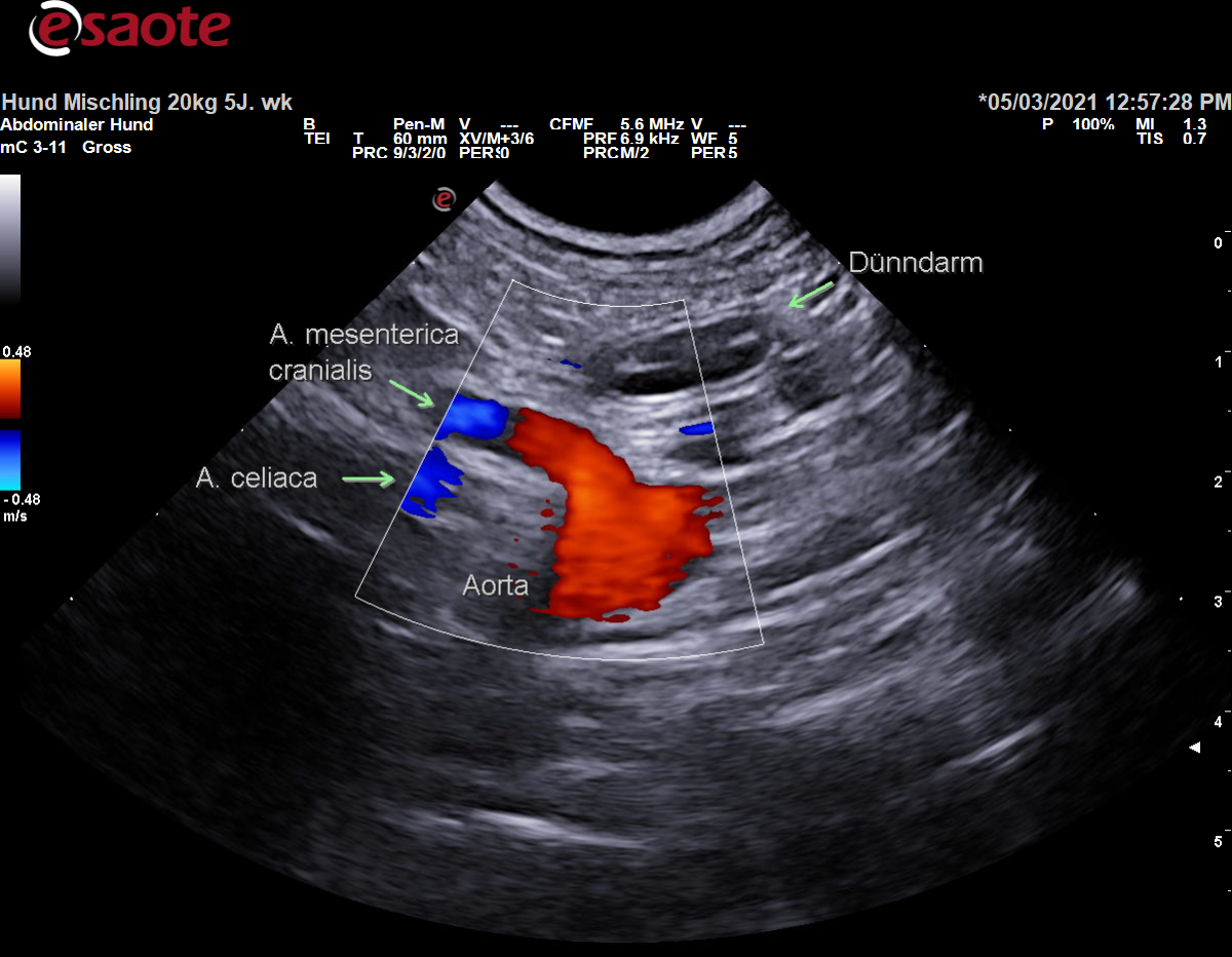 Darstellung der Arteria mesenterica cranialis im Farbdoppler mit Beschriftung
