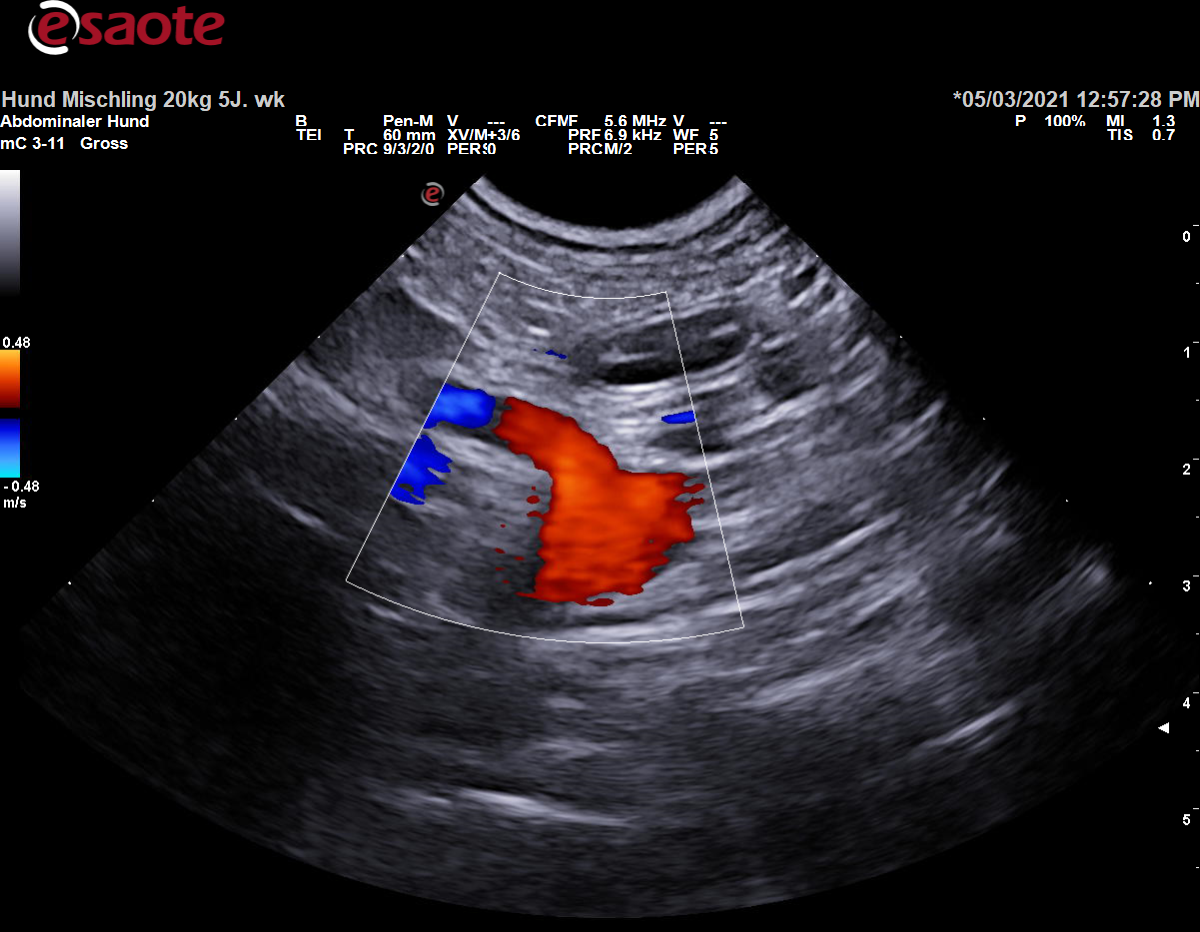 Darstellung der Arteria mesenterica cranialis im Farbdoppler