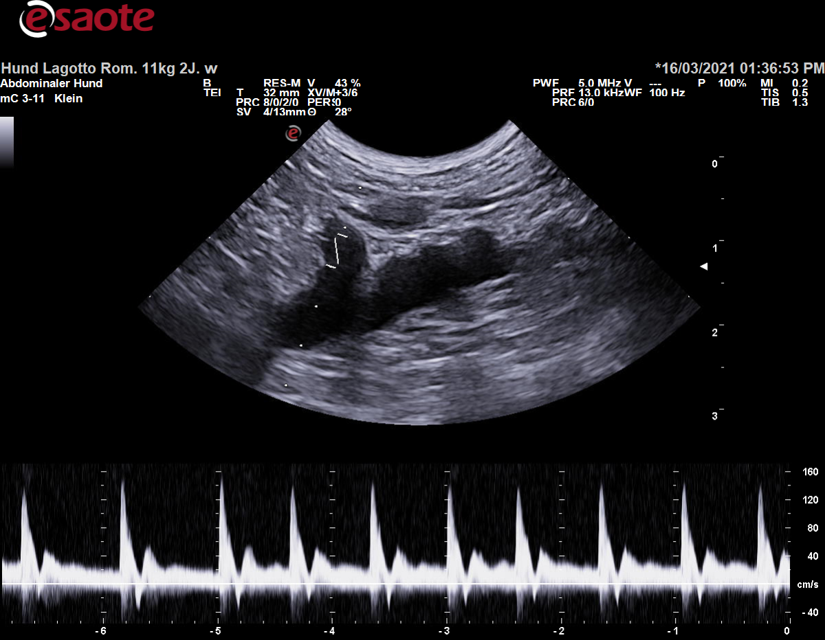 Koventionelle Duplexsonographie der Arteria mesenterica cranialis mit dem PW-Doppler