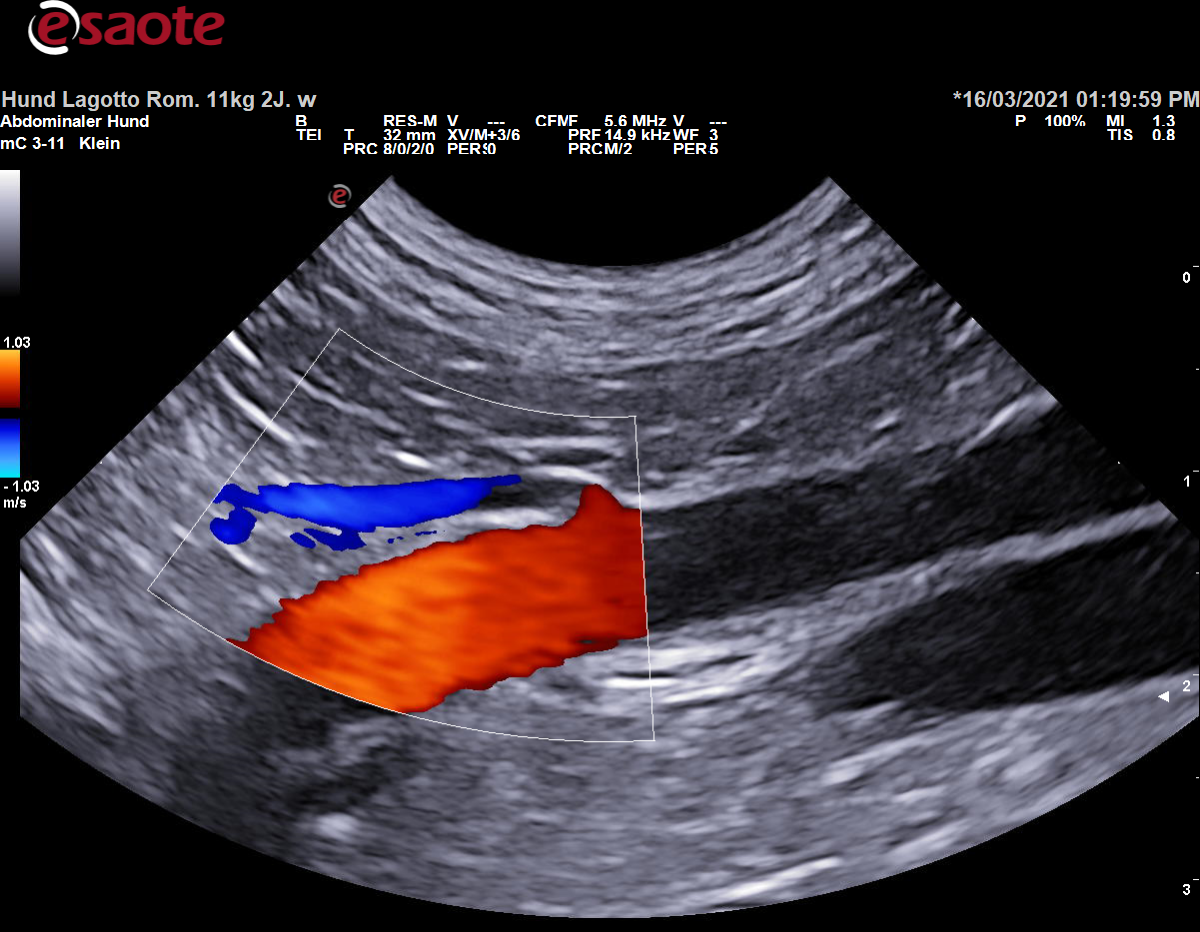 Darstellung der Arteria renalis nach ihrem Ursprung aus der Aorta abdominalis im Farbdoppler