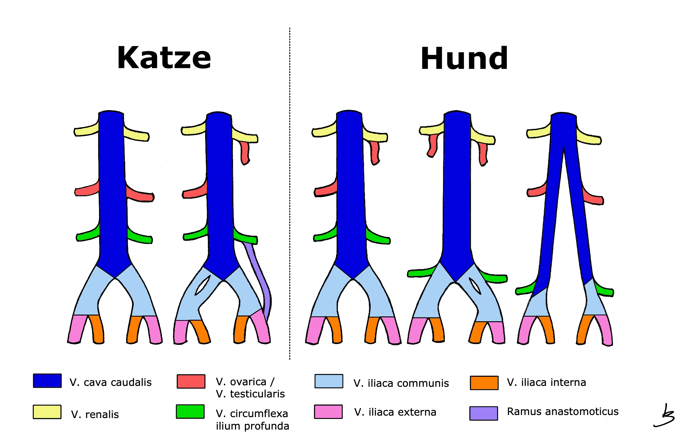 Grafik Variationen - Endaufteilung der V. cava caudalis bei Hund & Katze