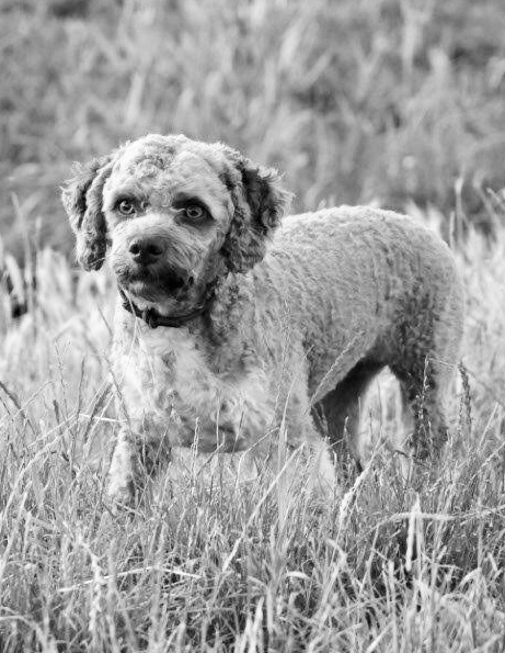 Fotografisches Porträt von Lagotto Romagnolo, 11kg, 2 Jahre, weiblich