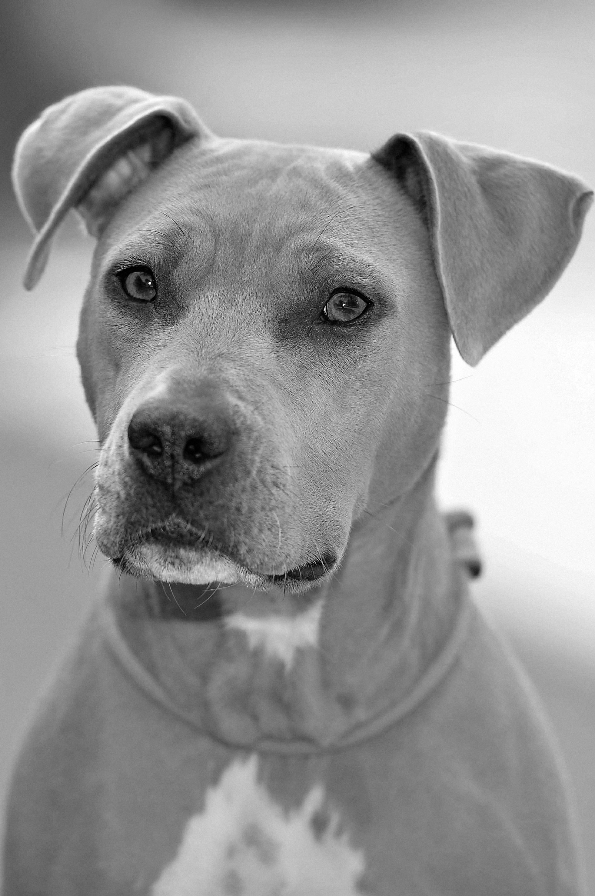 Fotografisches Porträt von Mischling, 20kg, 5 Jahre, weiblich-kastriert
