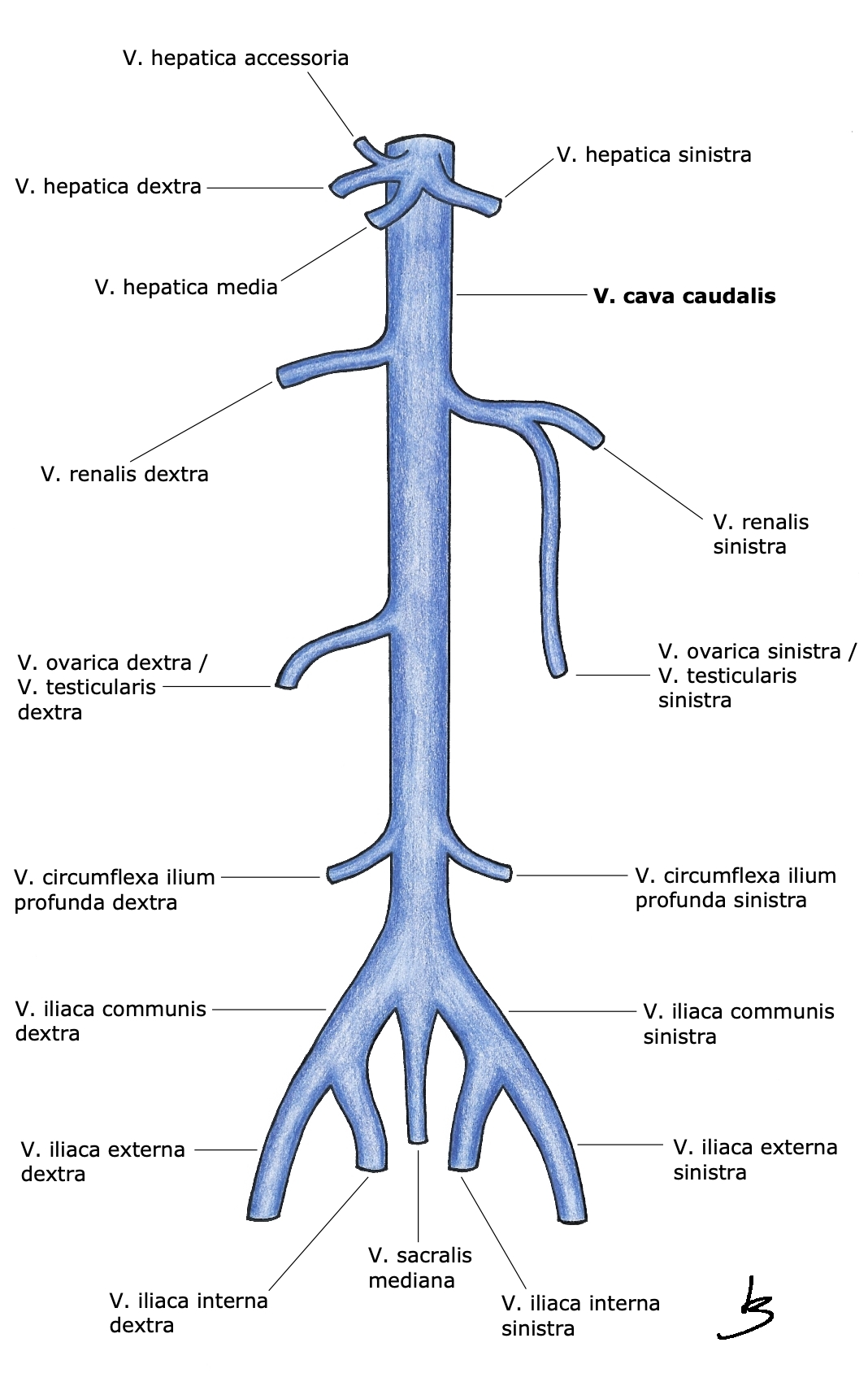 Grafik V. cava caudalis