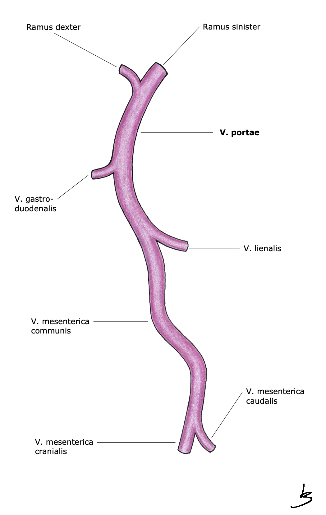 Grafik V. portae