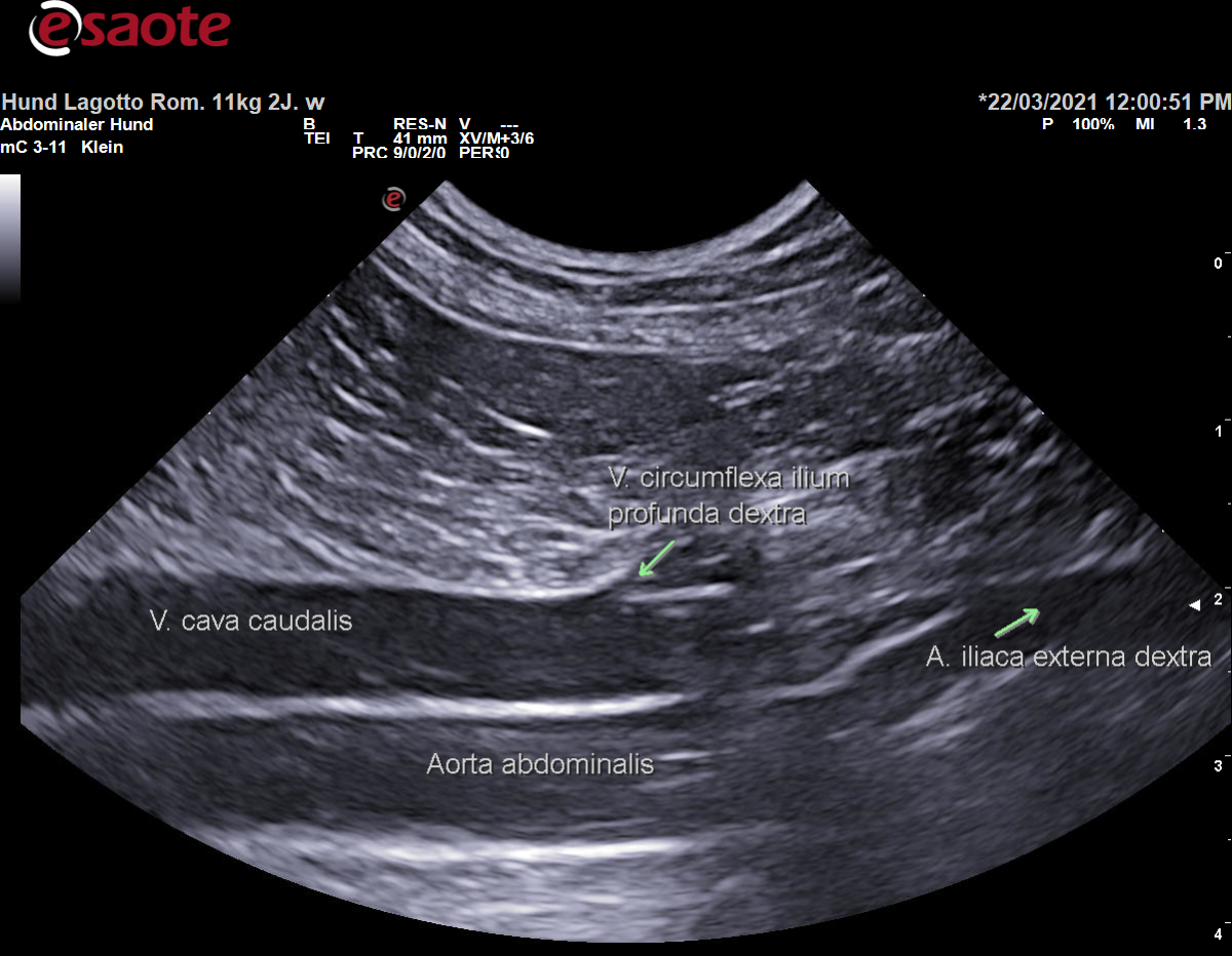 Darstellung der Vena cava caudalis im B-Bild mit Beschriftung
