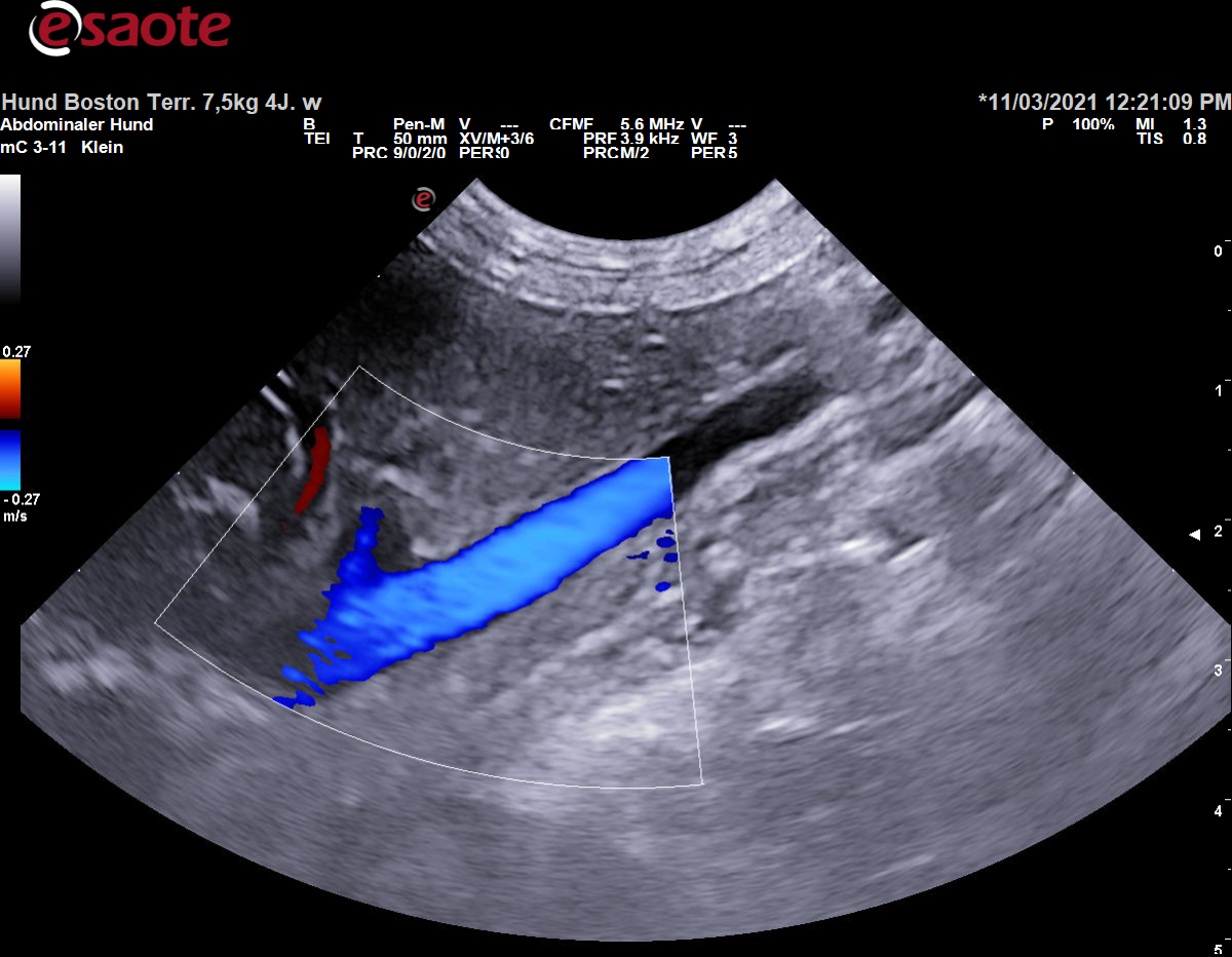 Darstellung der Vena cava caudalis im kranialen Abdomen im Farbdoppler