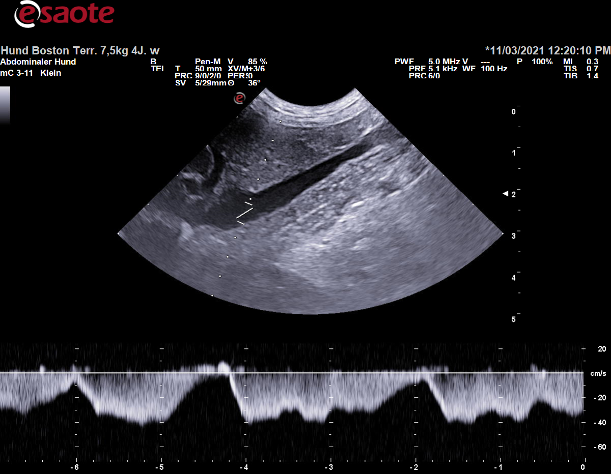 Konventionelle Duplexsonographie der Vena cava caudalis mit dem PW-Doppler