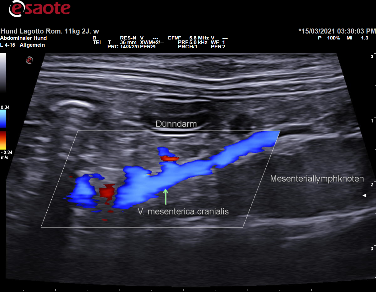 Darstellung der Vena mesenterica cranialis im Farbdoppler mit Beschriftung