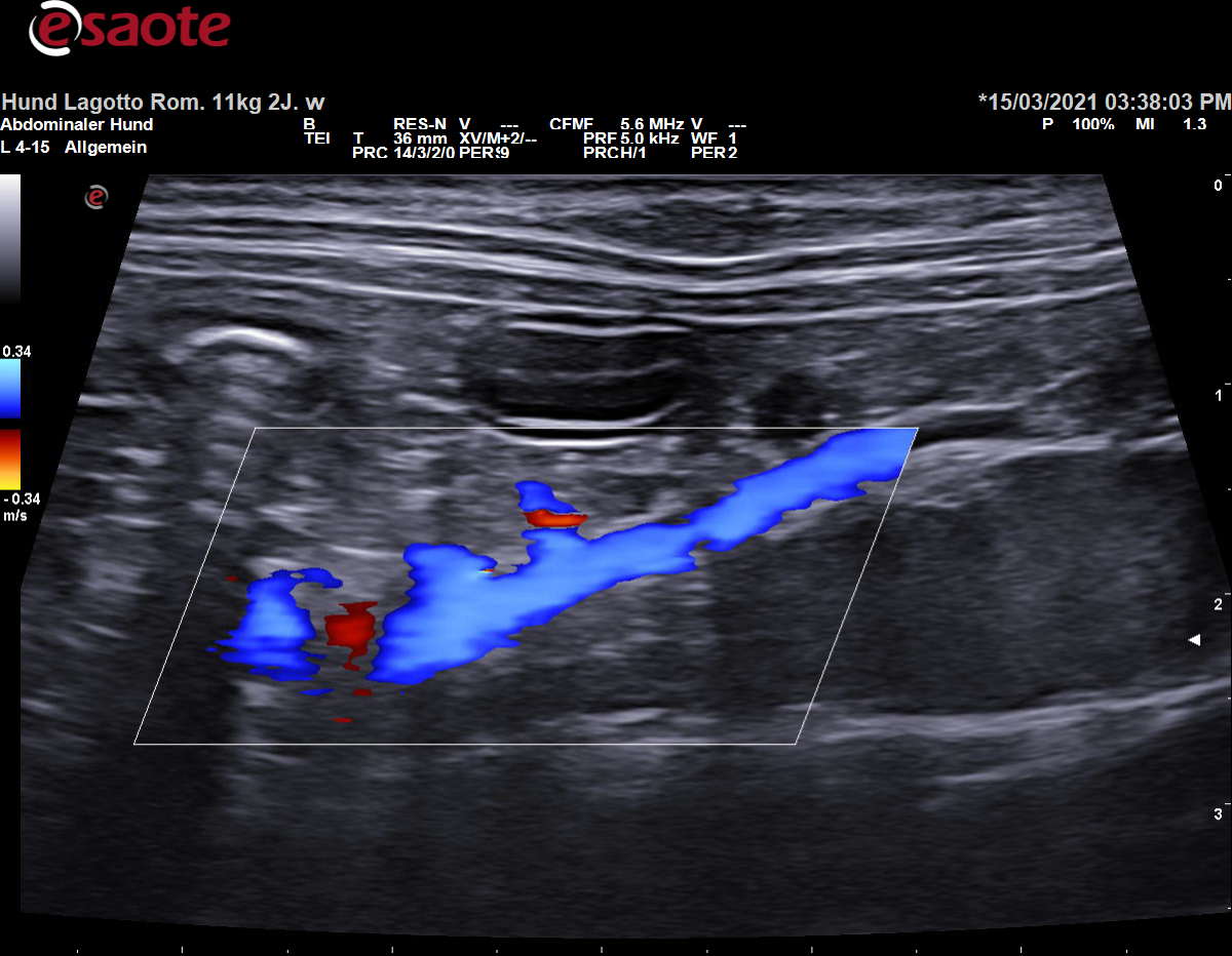 Darstellung der Vena mesenterica cranialis im Farbdoppler