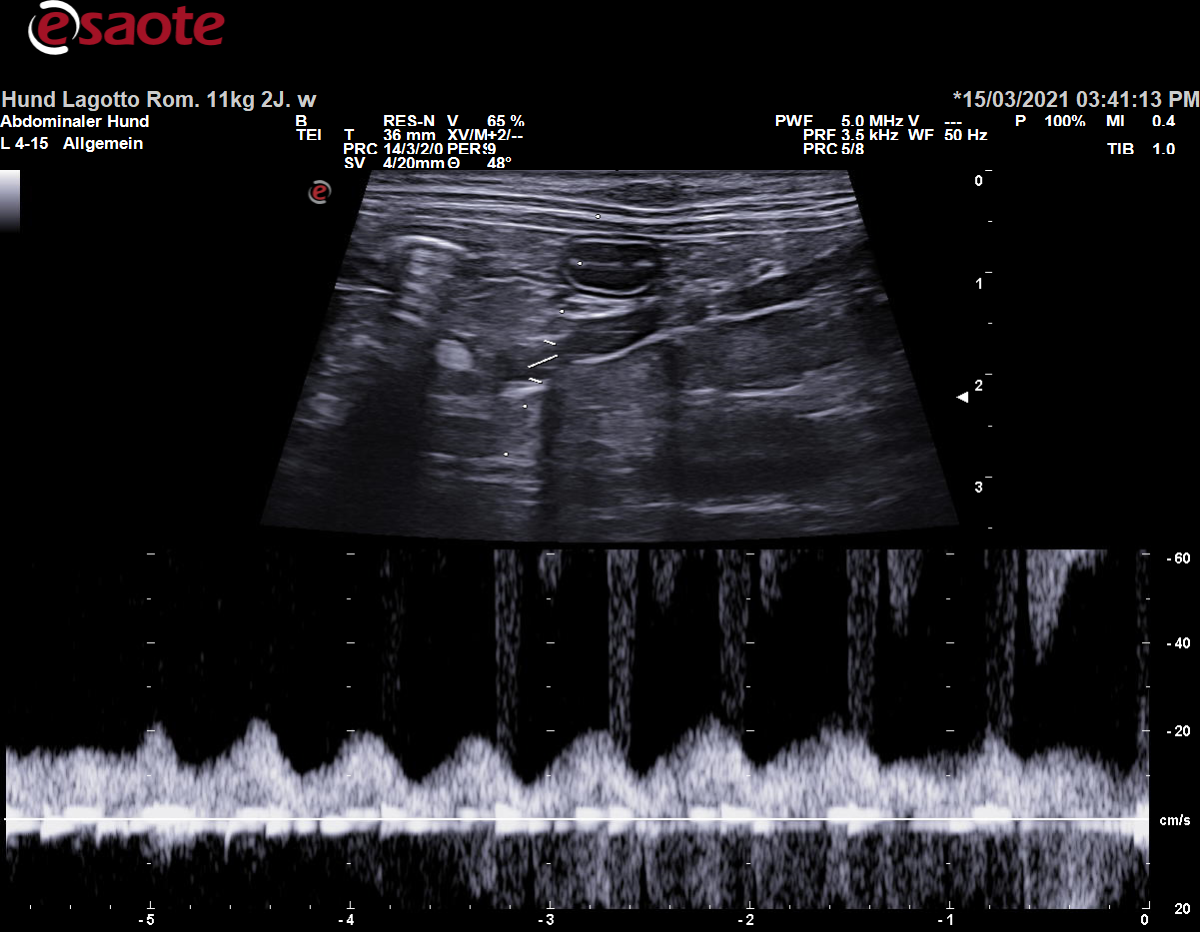 Konventionelle Duplexsonographie der Vena mesenterica cranialis mit dem PW-Doppler
