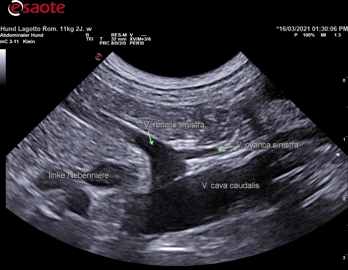 Darstellung des Zuflusses der Vena renalis sinistra in die Vena cava caudalis im B-Bild mit Beschriftung